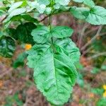 Tecomaria capensis Leaf