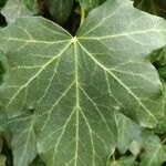 Hedera helix Leaf