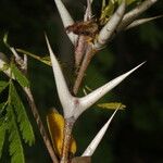 Vachellia cornigera Vrucht