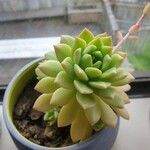 Sedum adolphiপাতা