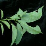 Cinnamomum glanduliferum Hábito