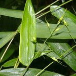 Olyra latifolia Leaf