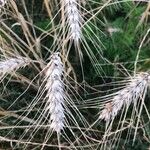 Triticum turgidum Fruto