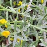 Genista lydia Hostoa