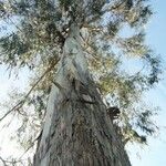 Eucalyptus globulus Escorça