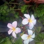 Plumeria rubra Květ