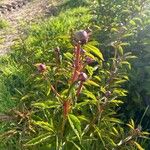 Paeonia lactiflora Цветок
