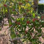 Ilex cassine Fruit