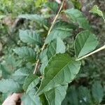 Rhamnus prinoides Leaf
