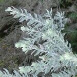 Hubertia tomentosa Frunză