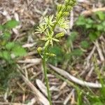 Loncomelos pyrenaicus Flor