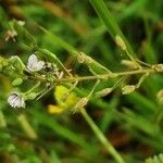 Veronica catenata Flor