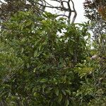 Hancea integrifolia Συνήθη χαρακτηριστικά