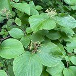 Cornus rugosa Плод