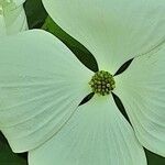Cornus florida Цветок