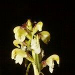 Pedicularis lapponica Cvet