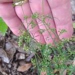 Cyclospermum leptophyllum Leaf