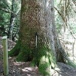 Abies cephalonica Bark