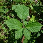 Rubus fissipetalus