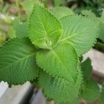 Plectranthus amboinicus Levél