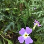 Malcolmia chia Flower