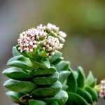 Crassula rupestrisBlatt