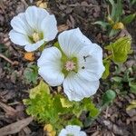 Malope trifida Blomst