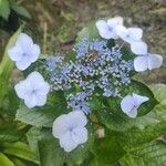 Hydrangea serrata Flor