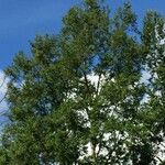 Nothofagus obliqua Hábito