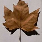 Platanus x hispanica その他の提案