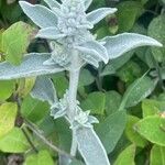 Stachys byzantina 叶