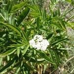 Sambucus ebulusFlower