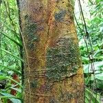 Ficus tonduzii 树皮