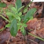 Hydrangea serrata Ліст