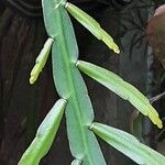 Rhipsalis micrantha Leaf