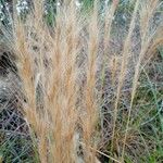 Aristida pallens Flor