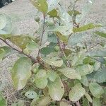 Psidium guineense List