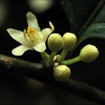 Casearia acuminata Floare