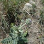 Tyrimnus leucographus Flower