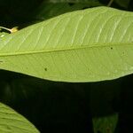 Ardisia opegrapha Leaf