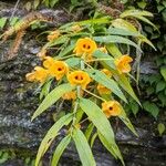 Dendrobium chrysotoxum Blomma