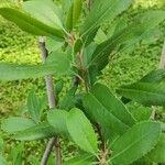 Photinia arbutifolia Leaf