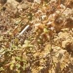 Eriogonum parvifolium Hoja