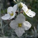 Gomphostigma virgatum Flower