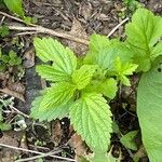 Verbena urticifolia 葉