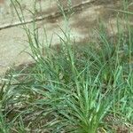 Eryngium paniculatum Staniste