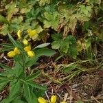 Thermopsis gracilis Flor