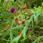 Briza maxima Fruit