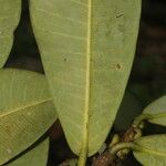 Ficus americana Leaf