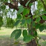 Celtis eriocarpa